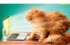 «Дом.ru» и «МегаФон» предложили «Успеть за интернетом»
