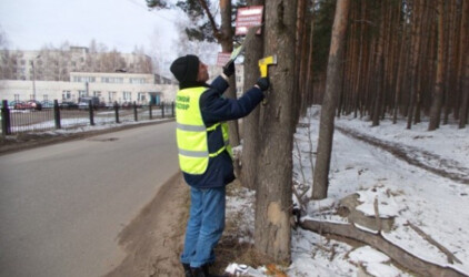 Ярославский департамент лесного хозяйства предупредил о незаконности размещения рекламы на деревьях