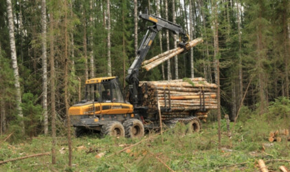 Лесные доходы бюджета в Ярославской области достигли 250 млн рублей
