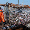 Глава Росрыболовства Илья Шестаков в интервью НТВ предложил запретить экспорт красной рыбы и икры