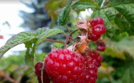 В Рыбинске на семейной ферме за счет гранта хотят выращивать до 11 тонн ягод