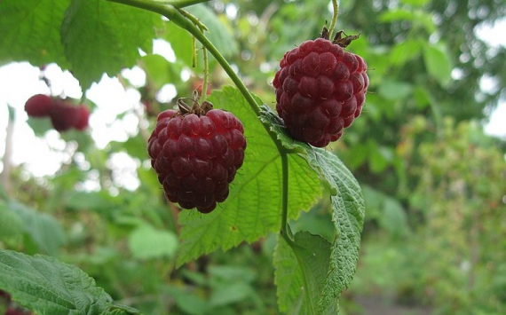 В Ярославской области развивается плодово-ягодное направление
