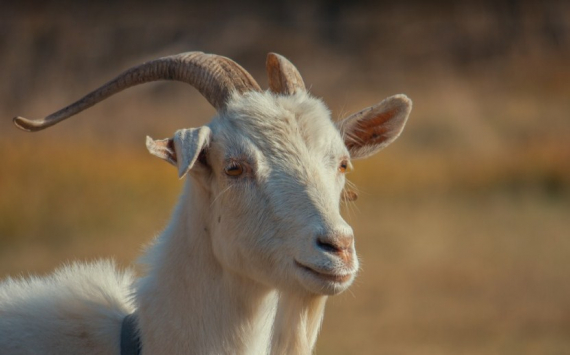В Ярославской области разводят уникальную альпийскую породу коз